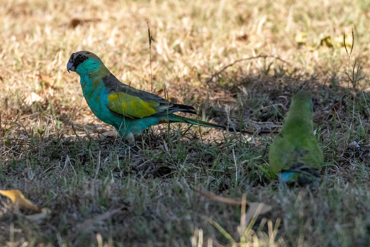 ヒスイインコ - ML646604881