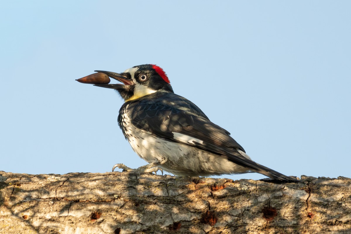 Pic glandivore - ML646604882