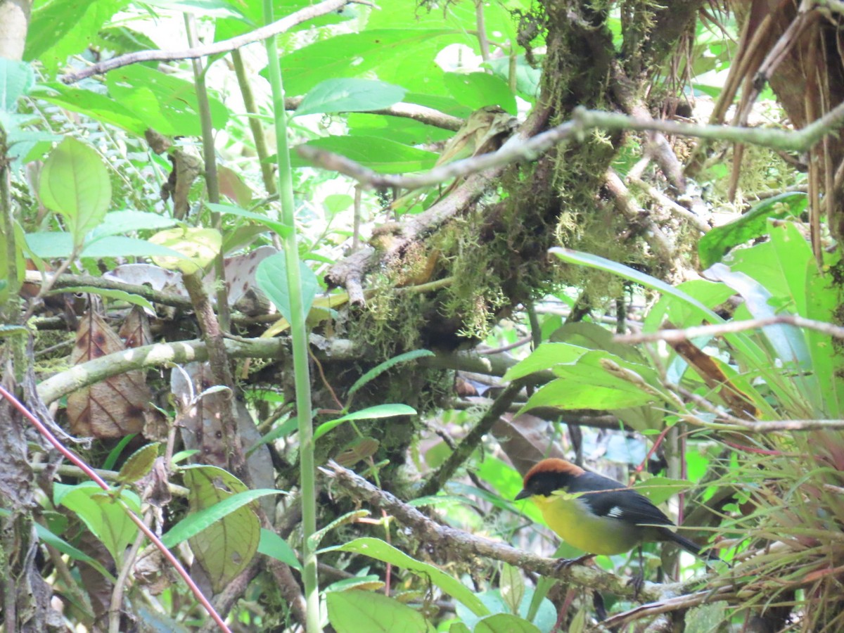 Tohi à miroir - ML646604883