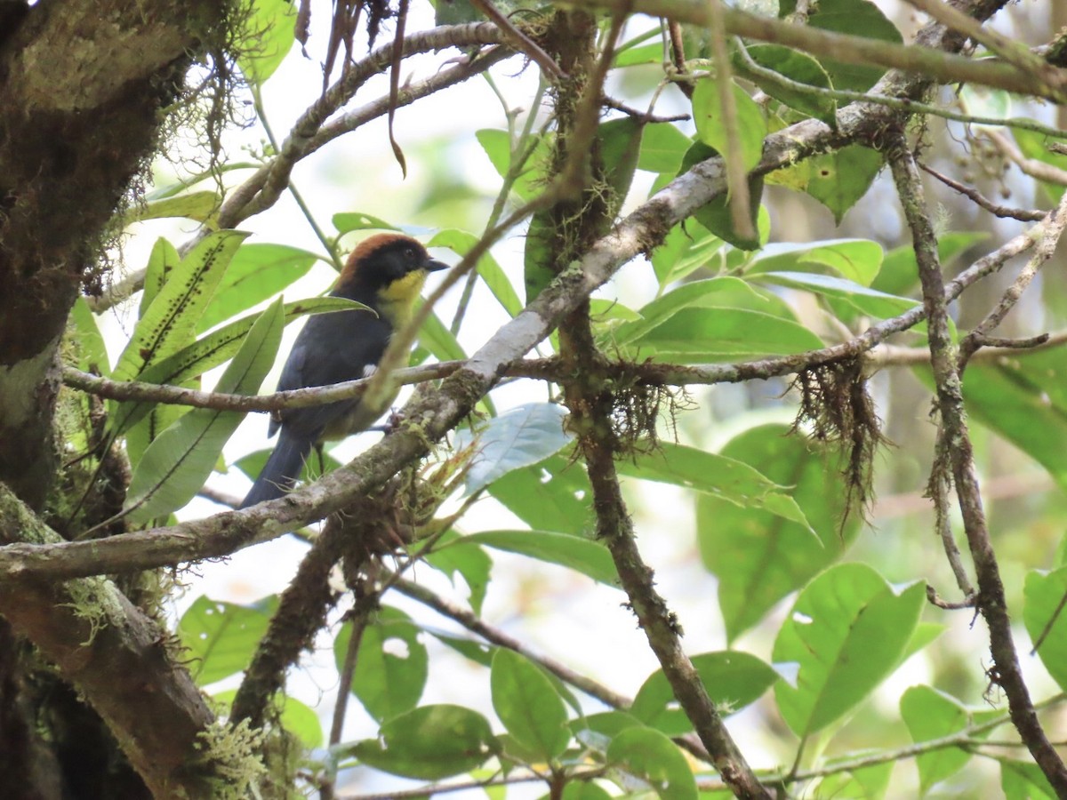 Tohi à miroir - ML646604884