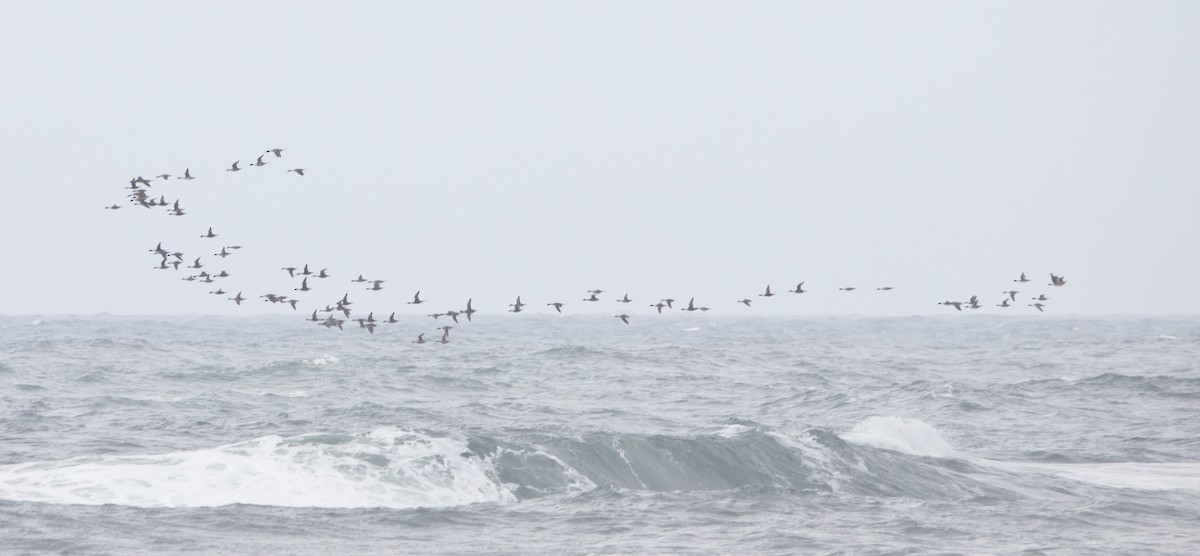 Northern Pintail - ML646604889