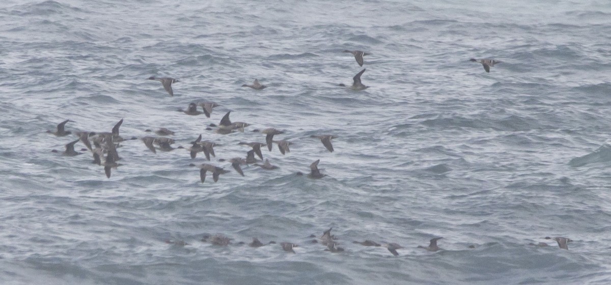 Northern Pintail - ML646604891