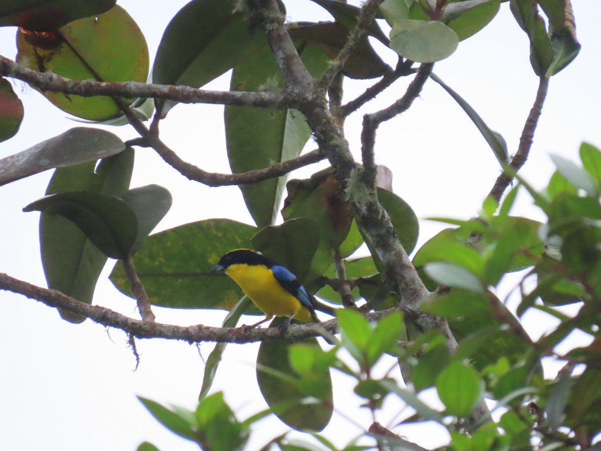 Tangara somptueux - ML646604897