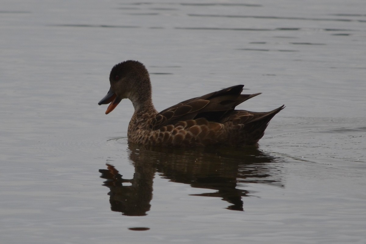 Chestnut Teal - ML646604898