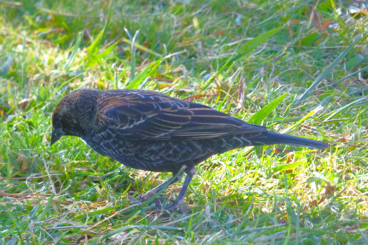 Carouge à épaulettes - ML646604900