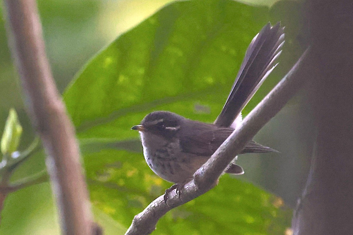 Abanico Moteado de Vanuatu - ML646604908