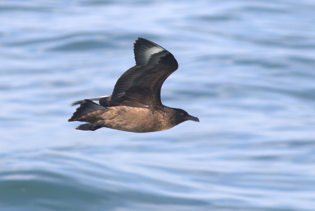 Great Skua - ML646604909