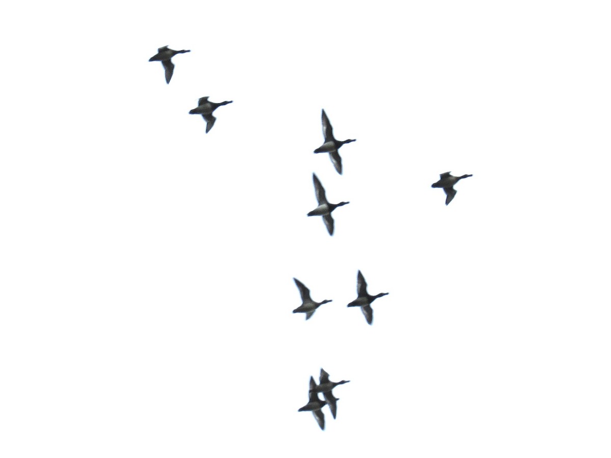 Murgilari txikia - ML646604911