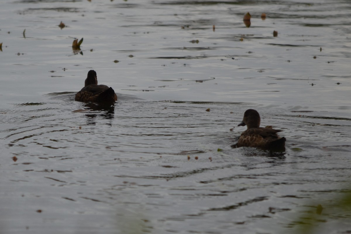 Chestnut Teal - ML646604913