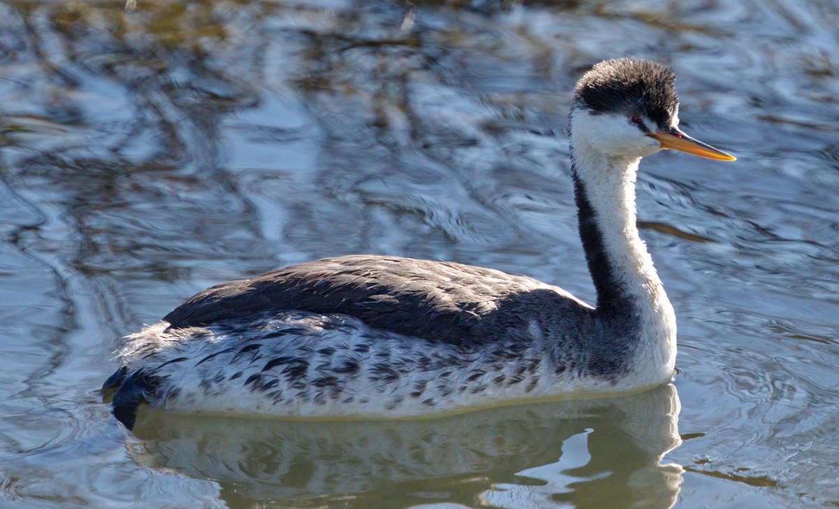 Western Grebe - ML646604915