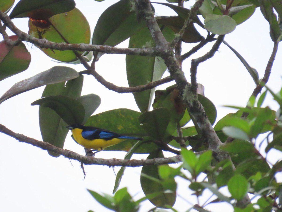 Tangara somptueux - ML646604916