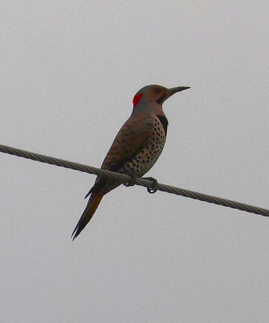 Northern Flicker - ML646604917