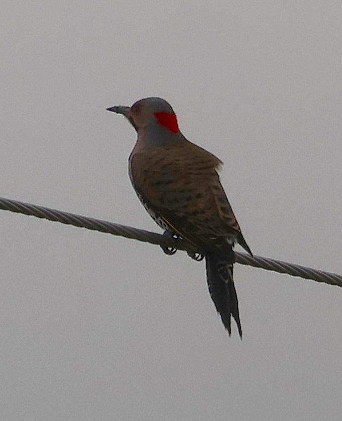 Northern Flicker - ML646604918