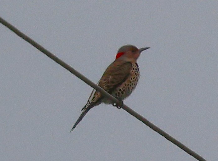 Northern Flicker - ML646604919