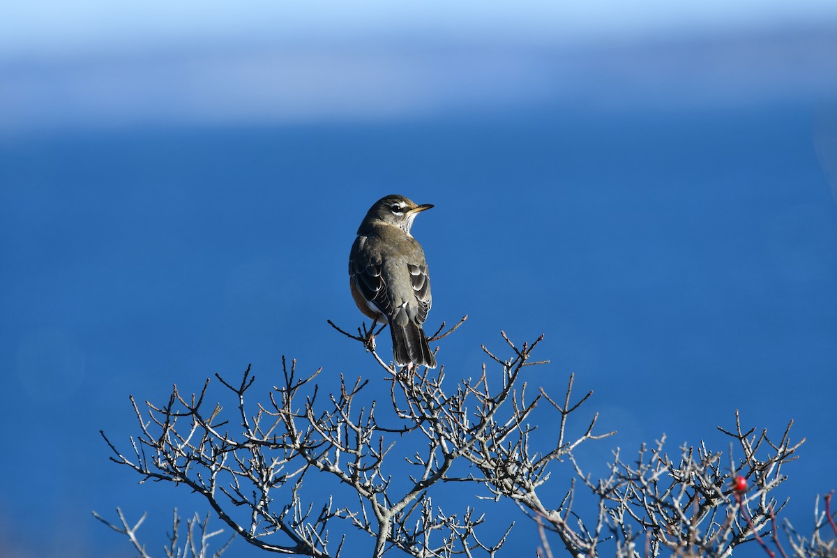 American Robin - ML646604921