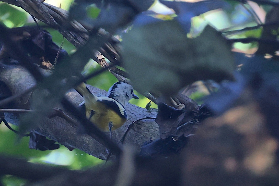 Monarca de las Banks - ML646604924