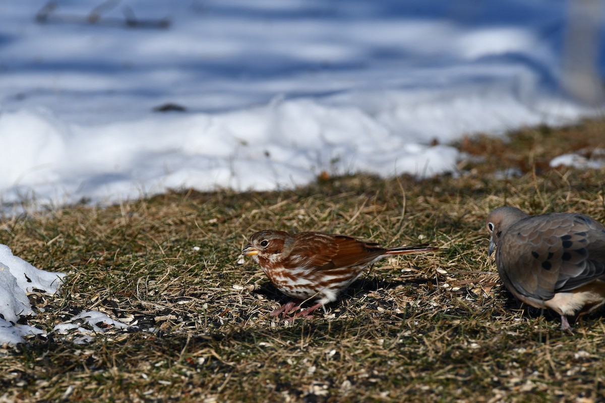 Fox Sparrow (Red) - ML646604925