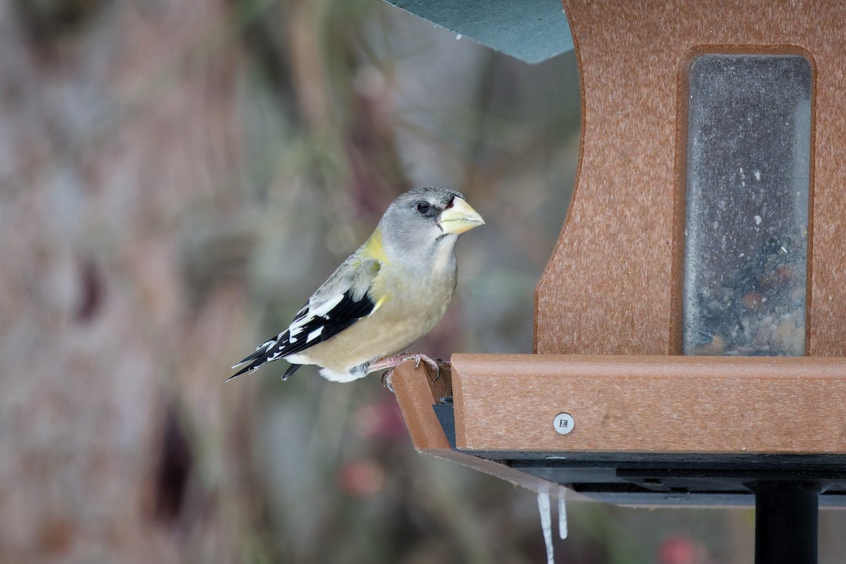 עב-מקור ערב - ML646604927