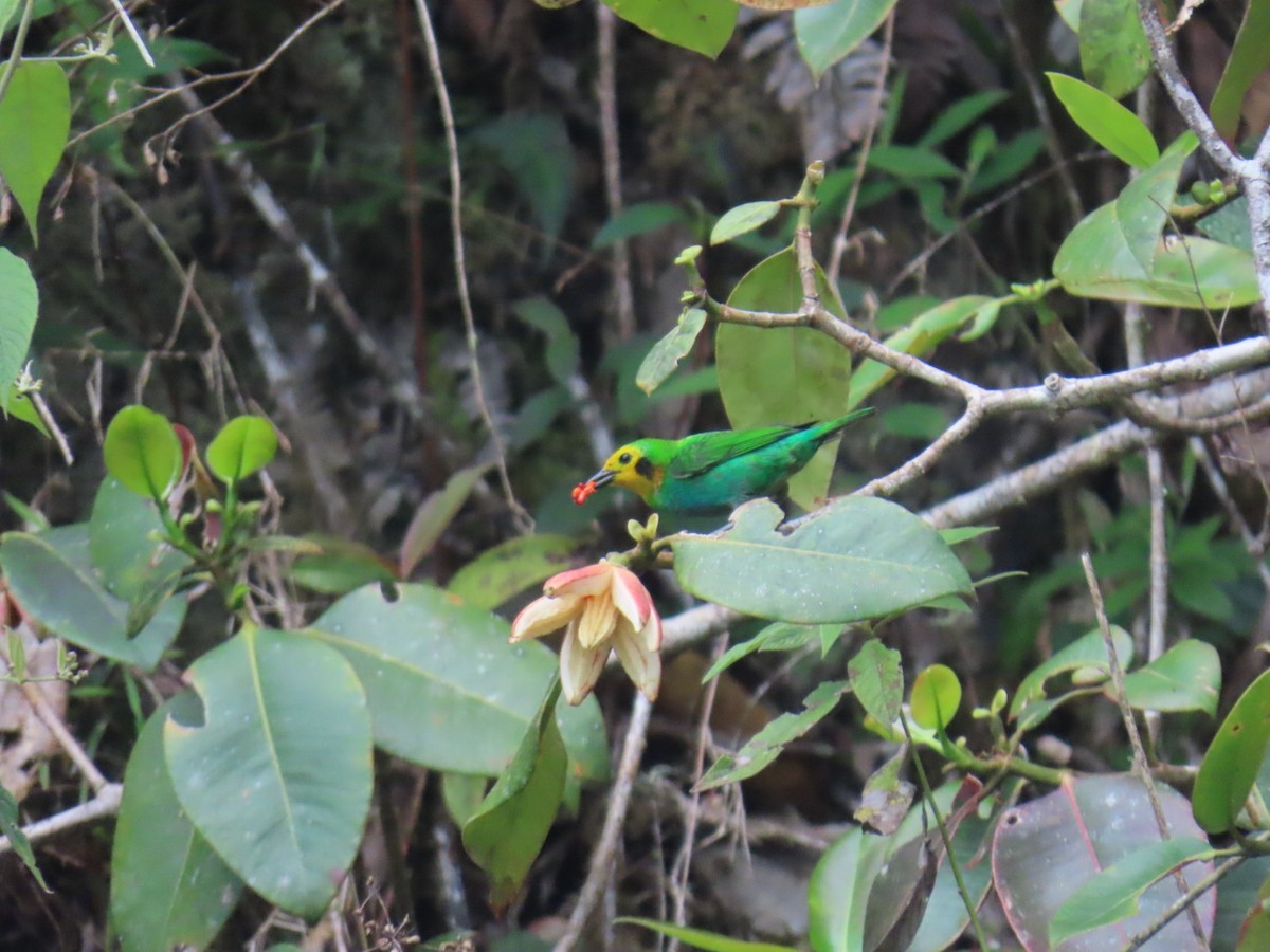 Multicolored Tanager - ML646604928