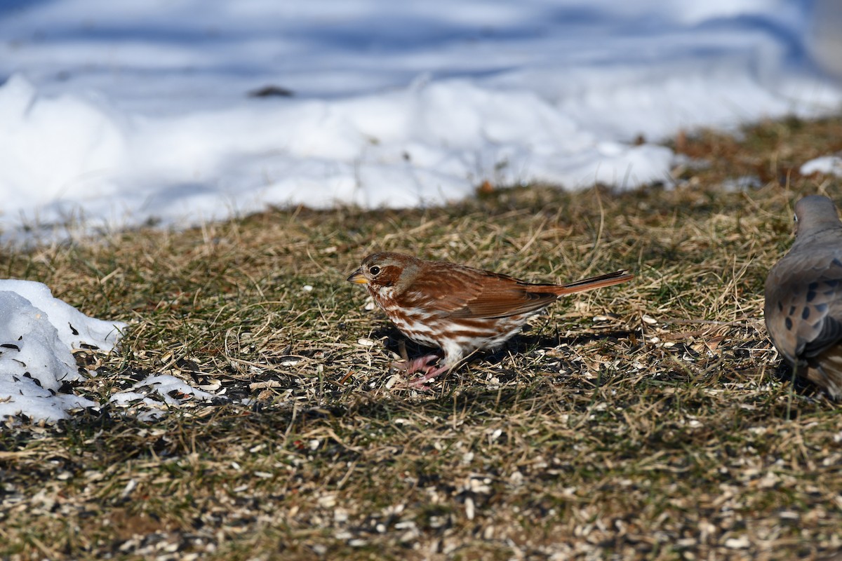 Fox Sparrow (Red) - ML646604929