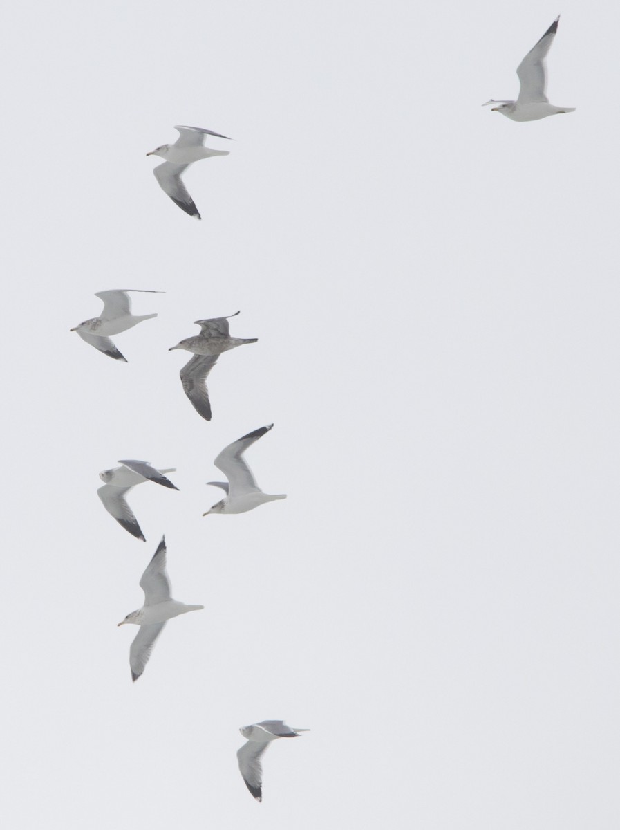 чайка sp. - ML646604931