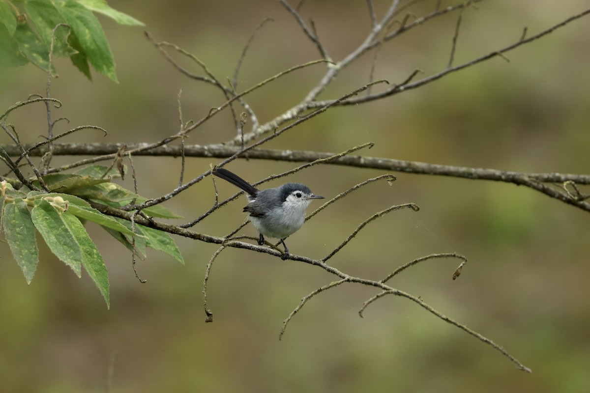 White-browed Gnatcatcher - ML646604932