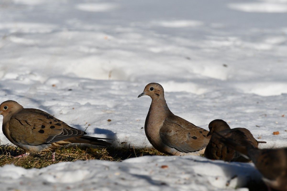Mourning Dove - ML646604933