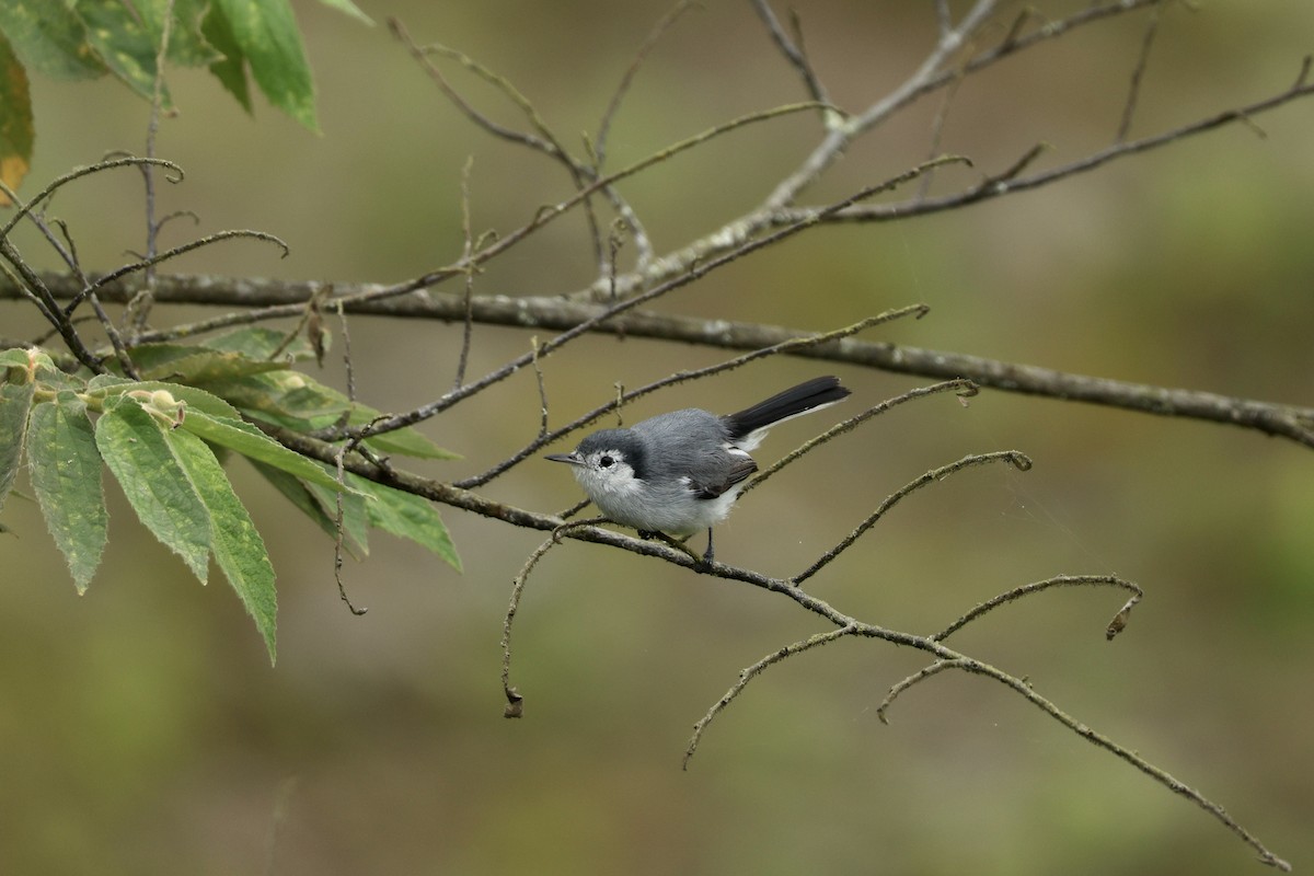 White-browed Gnatcatcher - ML646604934