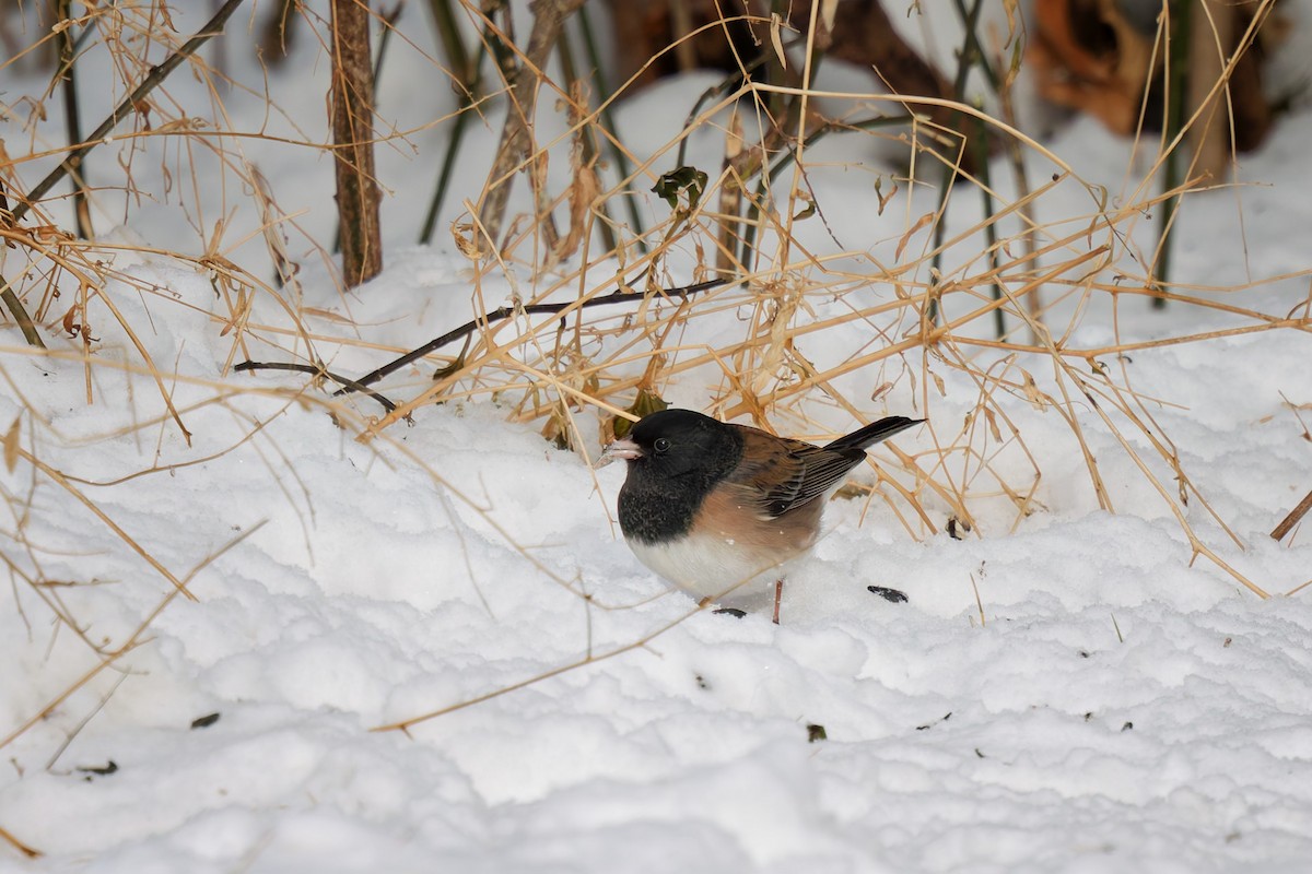 Dark-eyed Junco (Oregon) - ML646604936