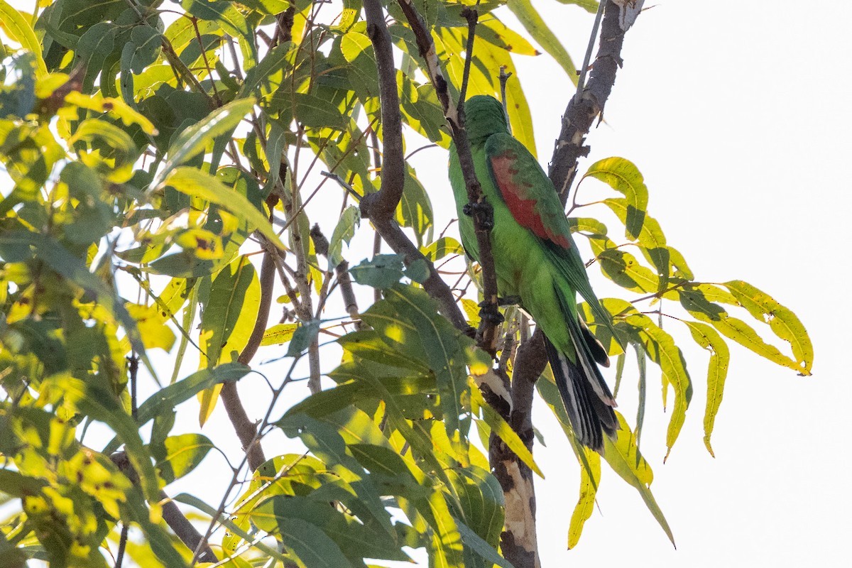 Kırmızı Kanatlı Papağan - ML646604937