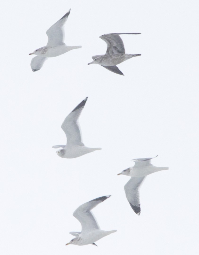 чайка sp. - ML646604938