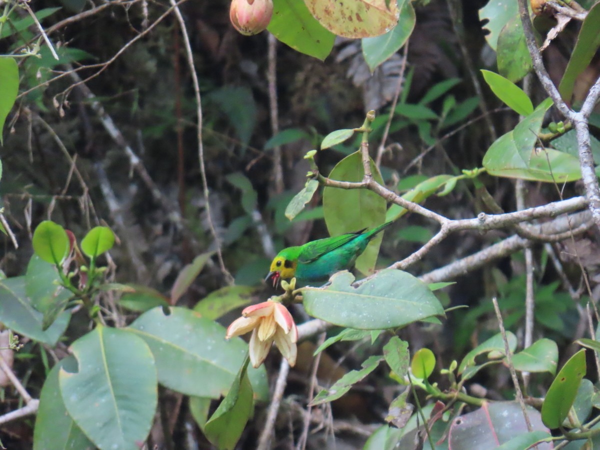 Multicolored Tanager - ML646604940