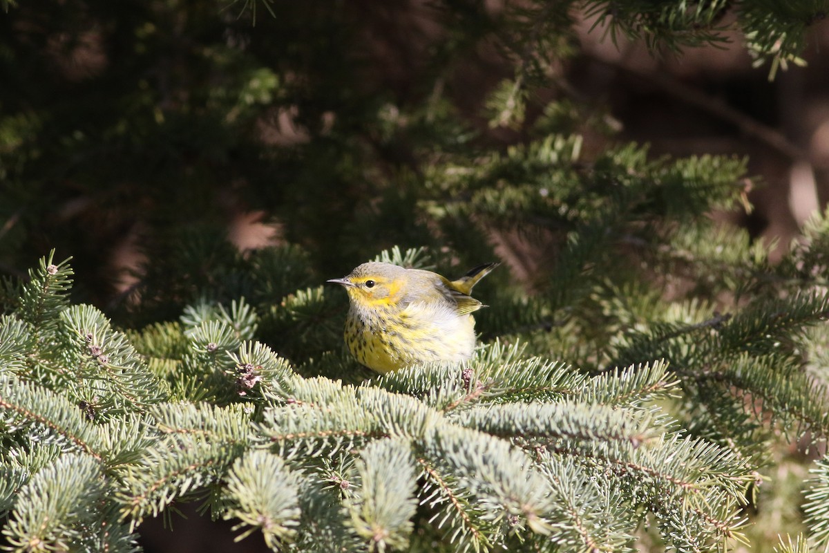Cape May Warbler - ML646604944