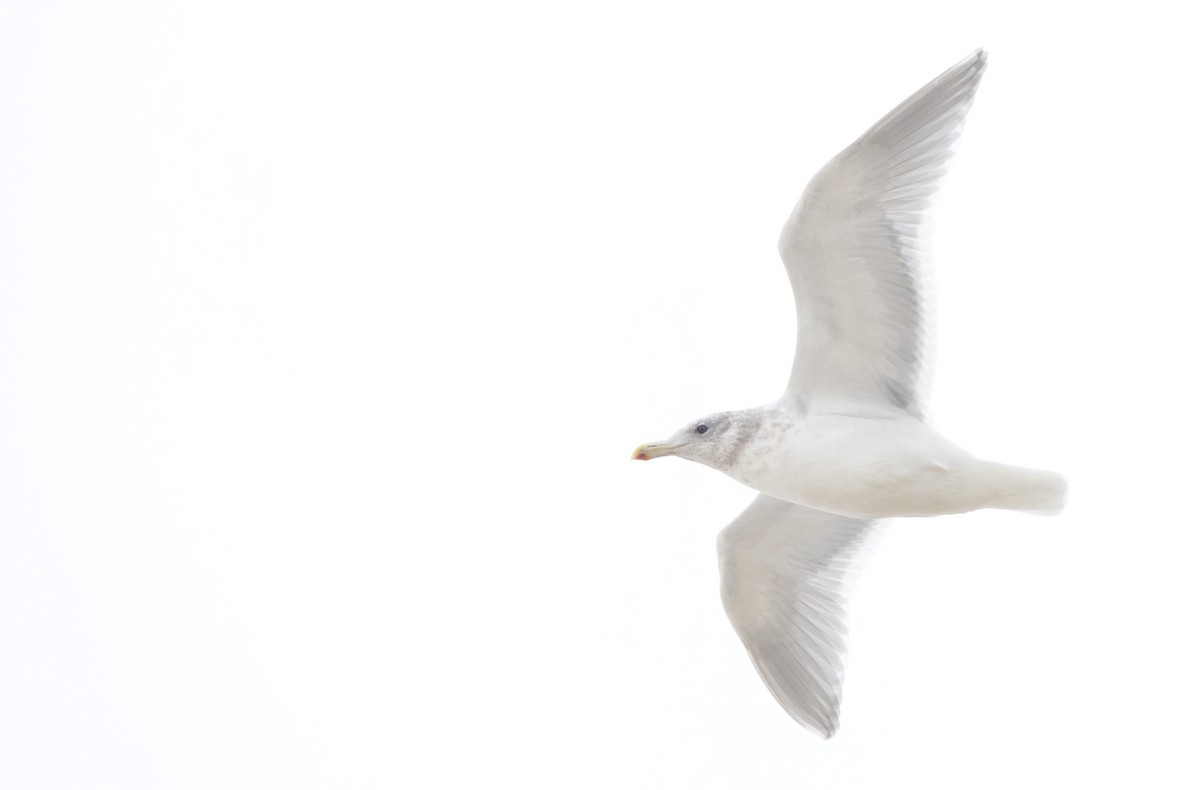 чайка sp. - ML646604945