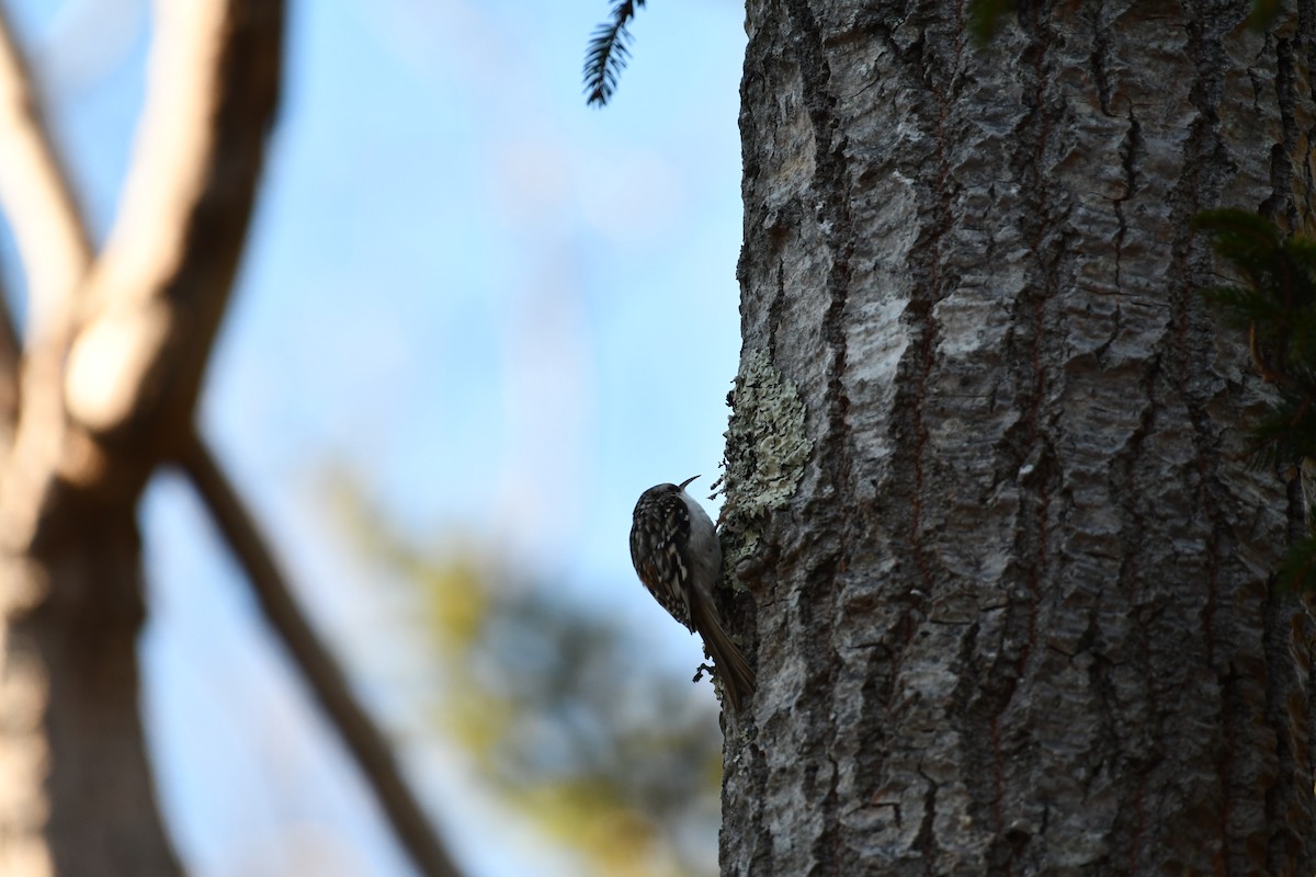 Brown Creeper - ML646604947
