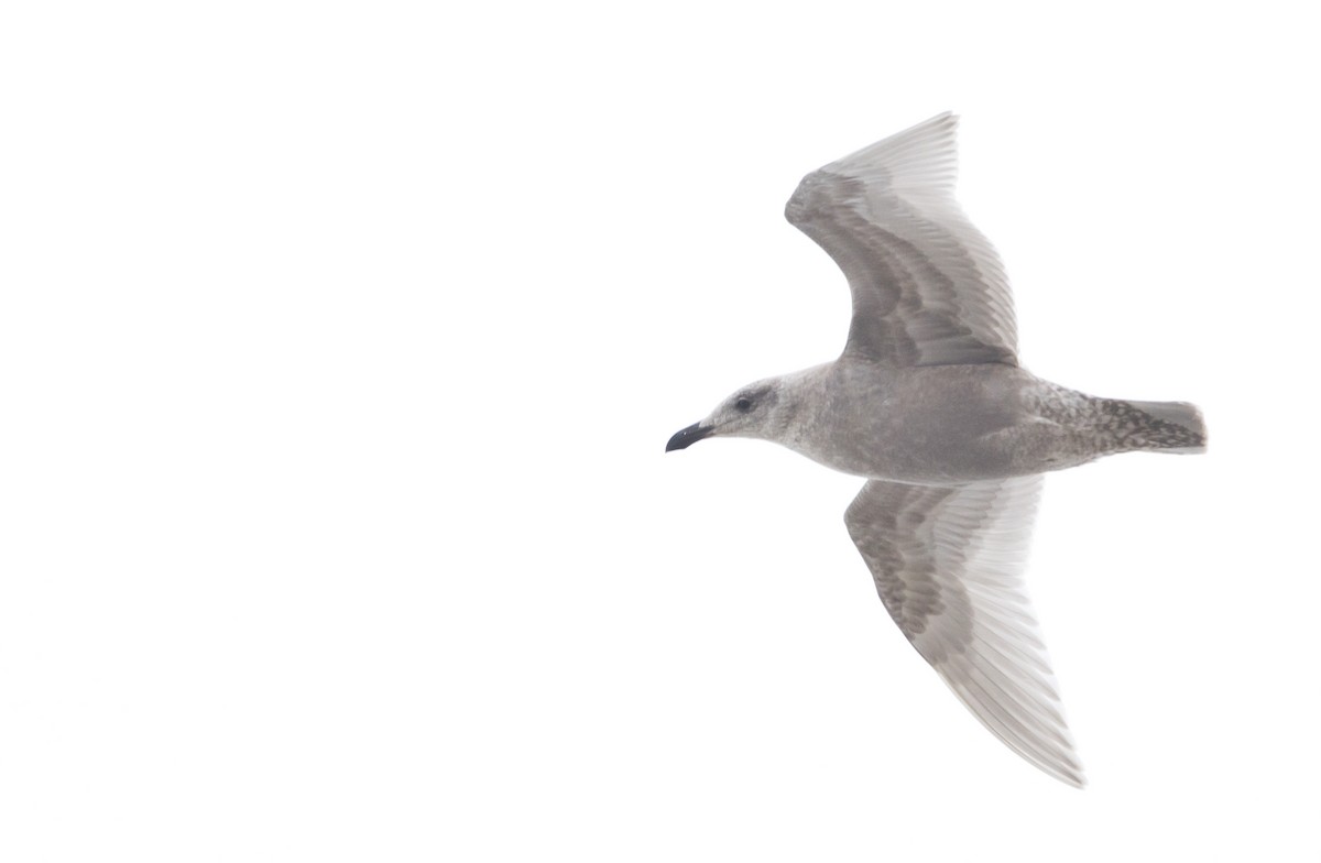 чайка sp. - ML646604949