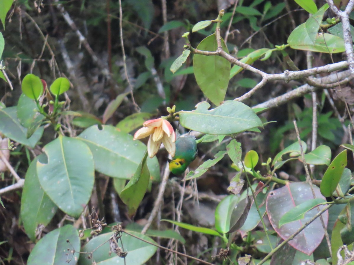 Multicolored Tanager - ML646604951