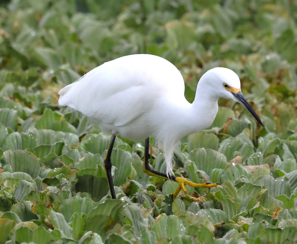 Snowy Egret - ML646604952