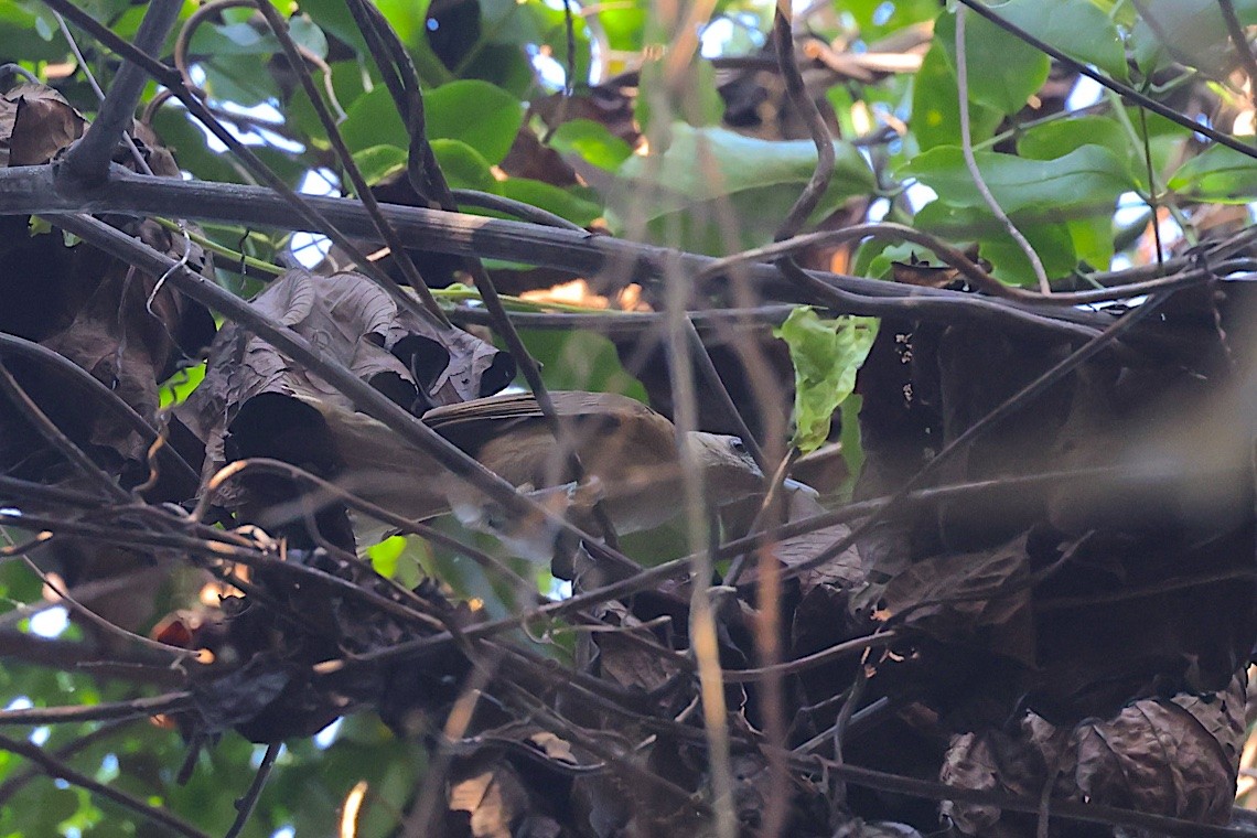 Monarca Pardo - ML646604957