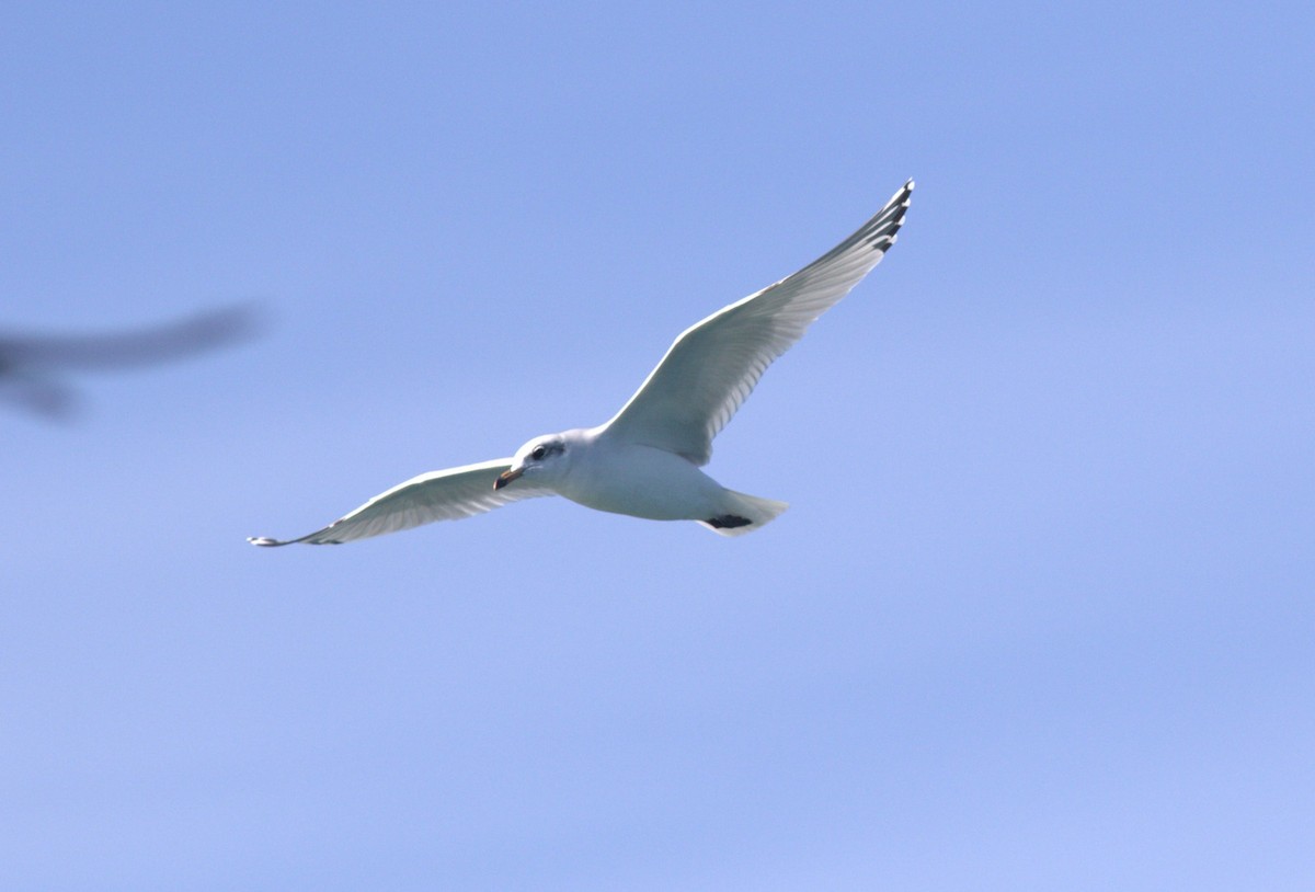 Mediterranean Gull - ML646604959