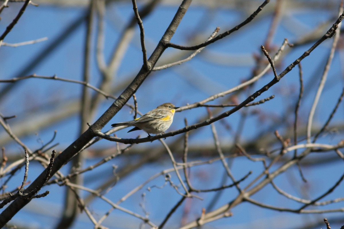 Yellow-rumped Warbler (Audubon's) - ML646604970
