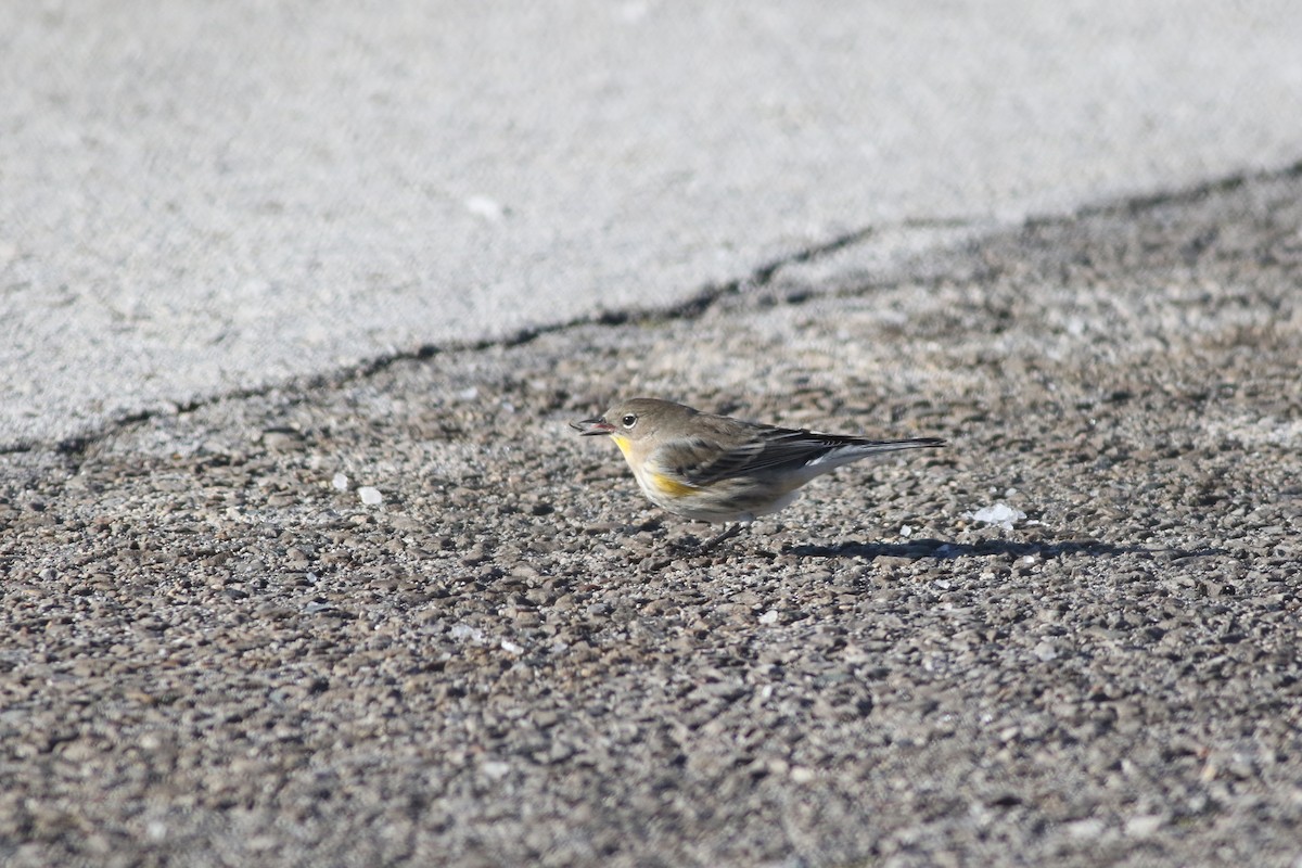 Yellow-rumped Warbler (Audubon's) - ML646604971