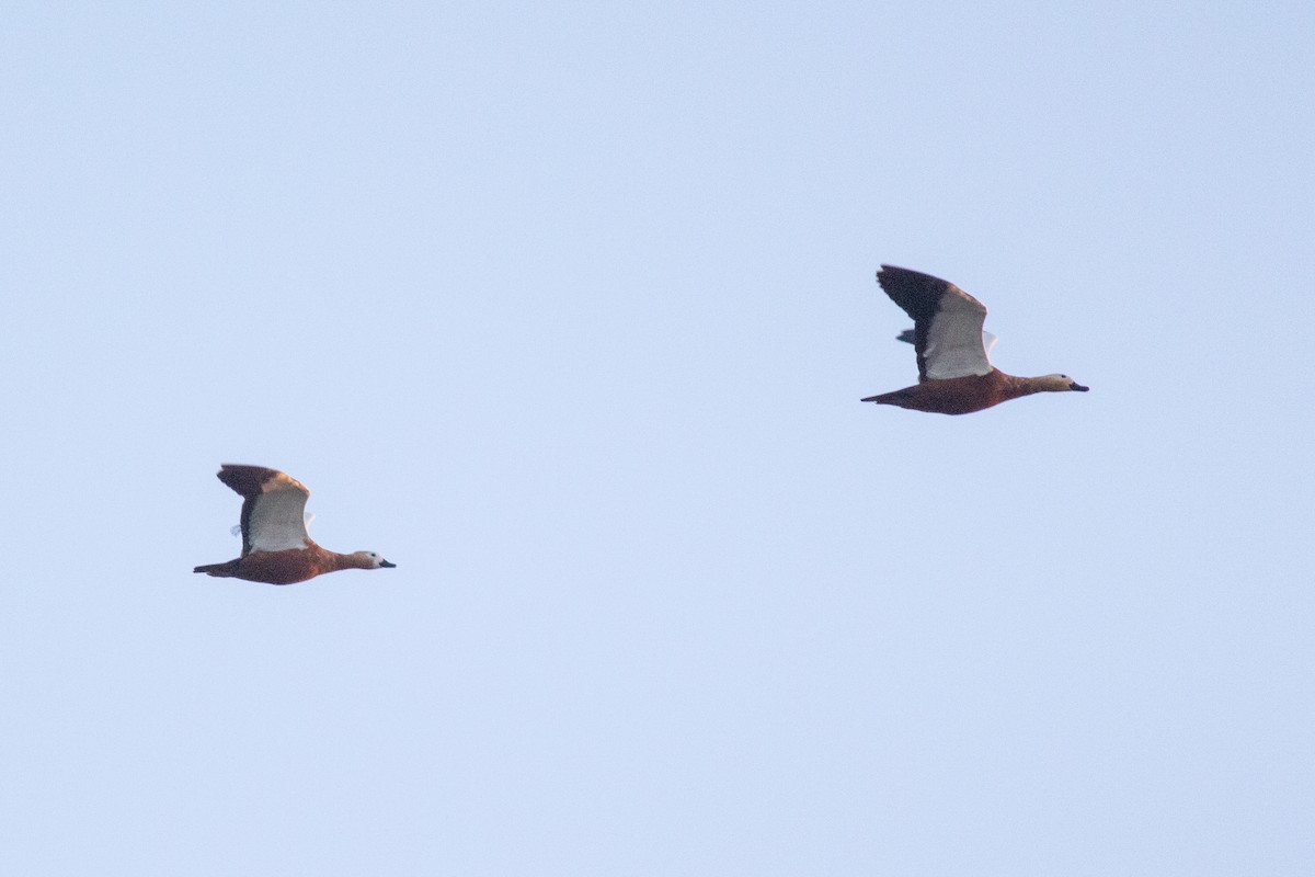 Ruddy Shelduck - ML646604972