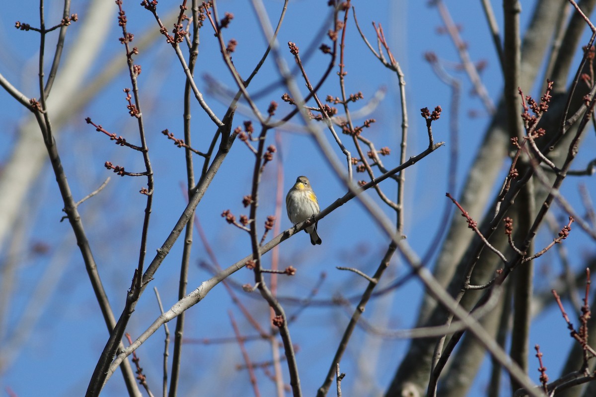 Yellow-rumped Warbler (Audubon's) - ML646604973
