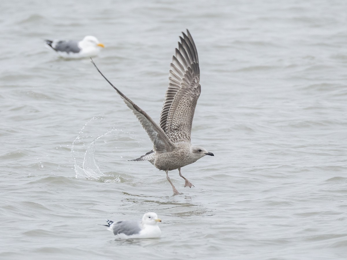 Larus sp. - ML646604988