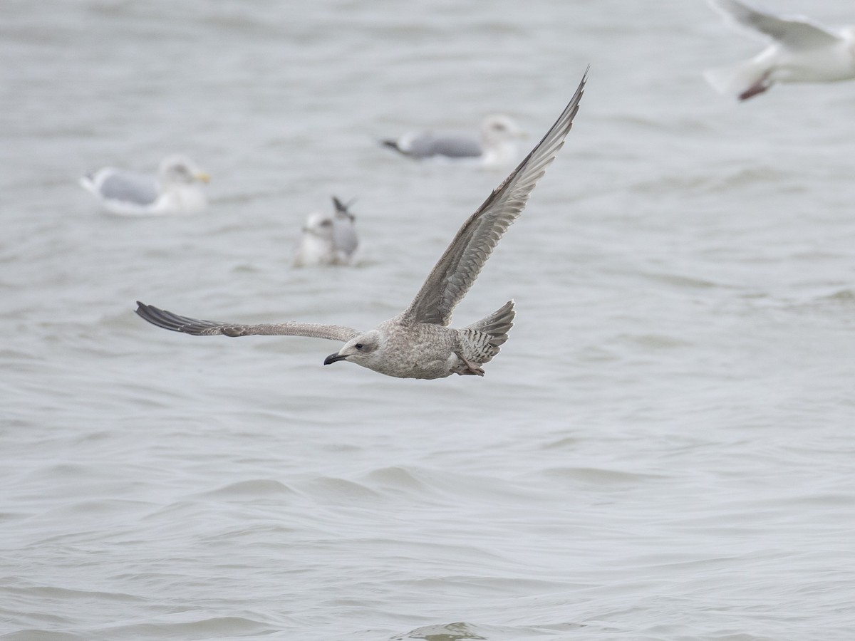 Larus sp. - ML646604989
