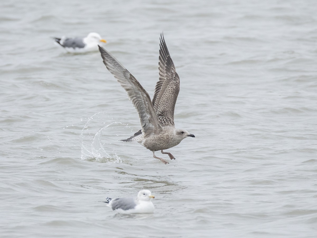 Larus sp. - ML646604990