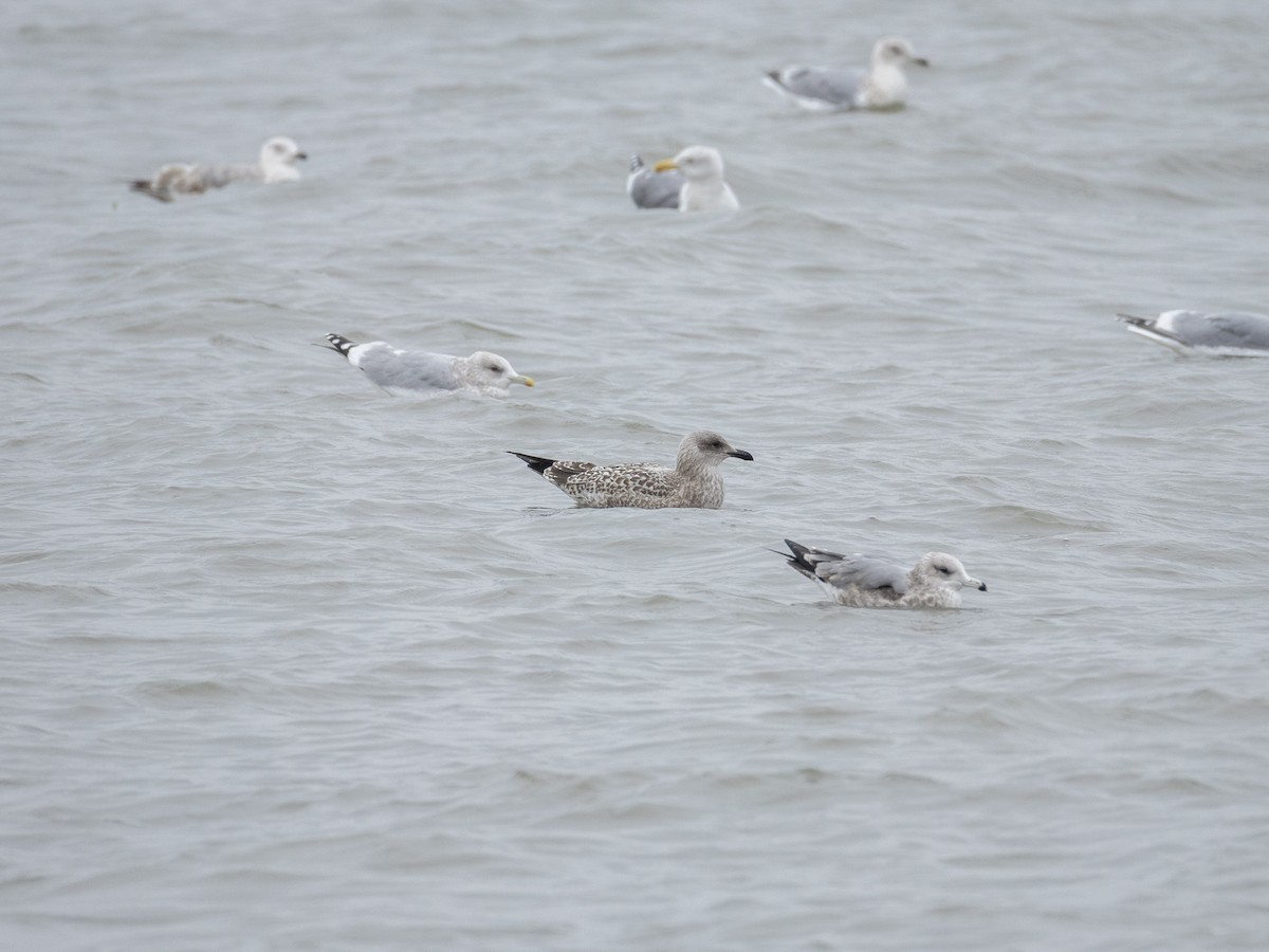 Larus sp. - ML646604991