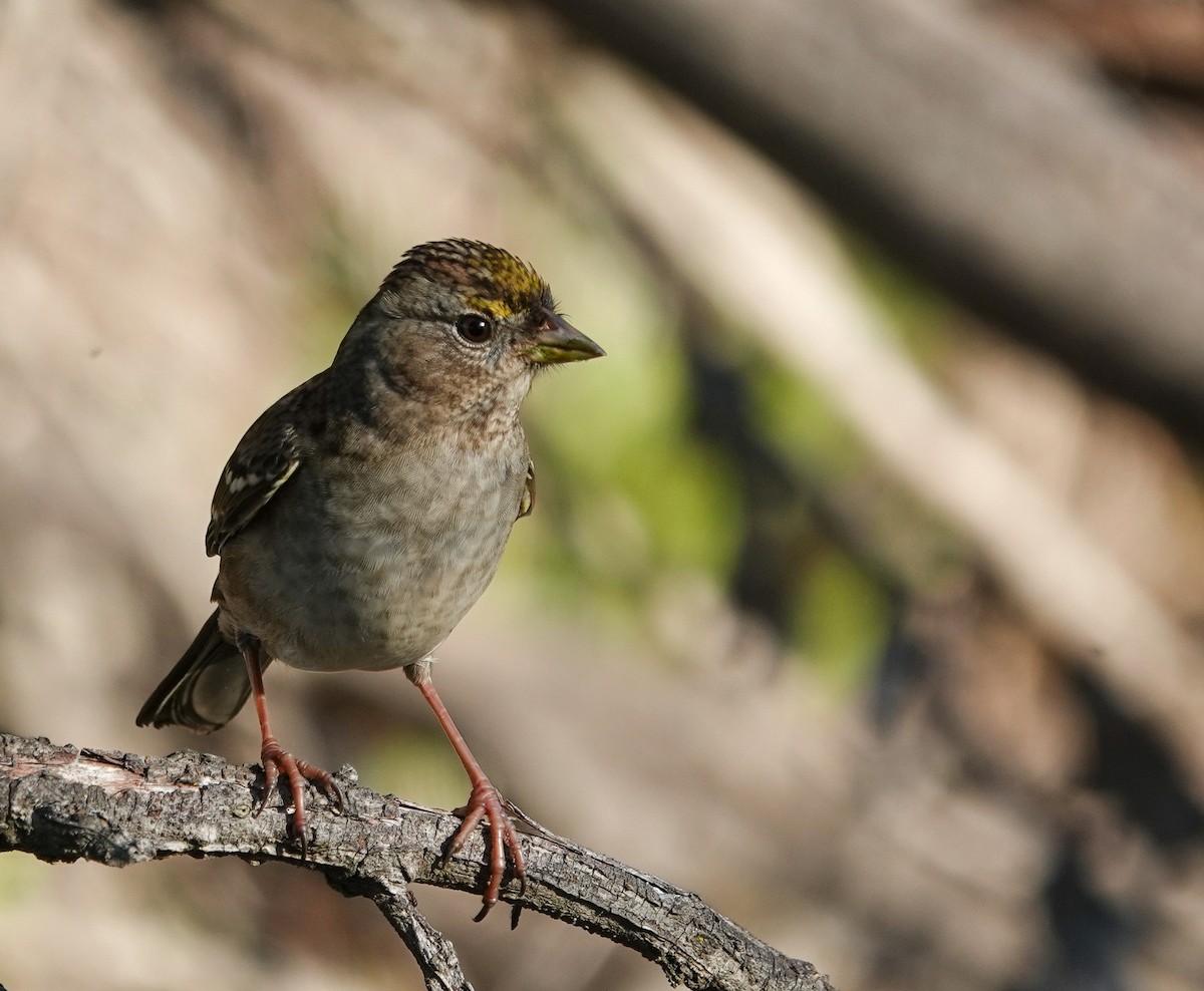 Golden-crowned Sparrow - ML646604992