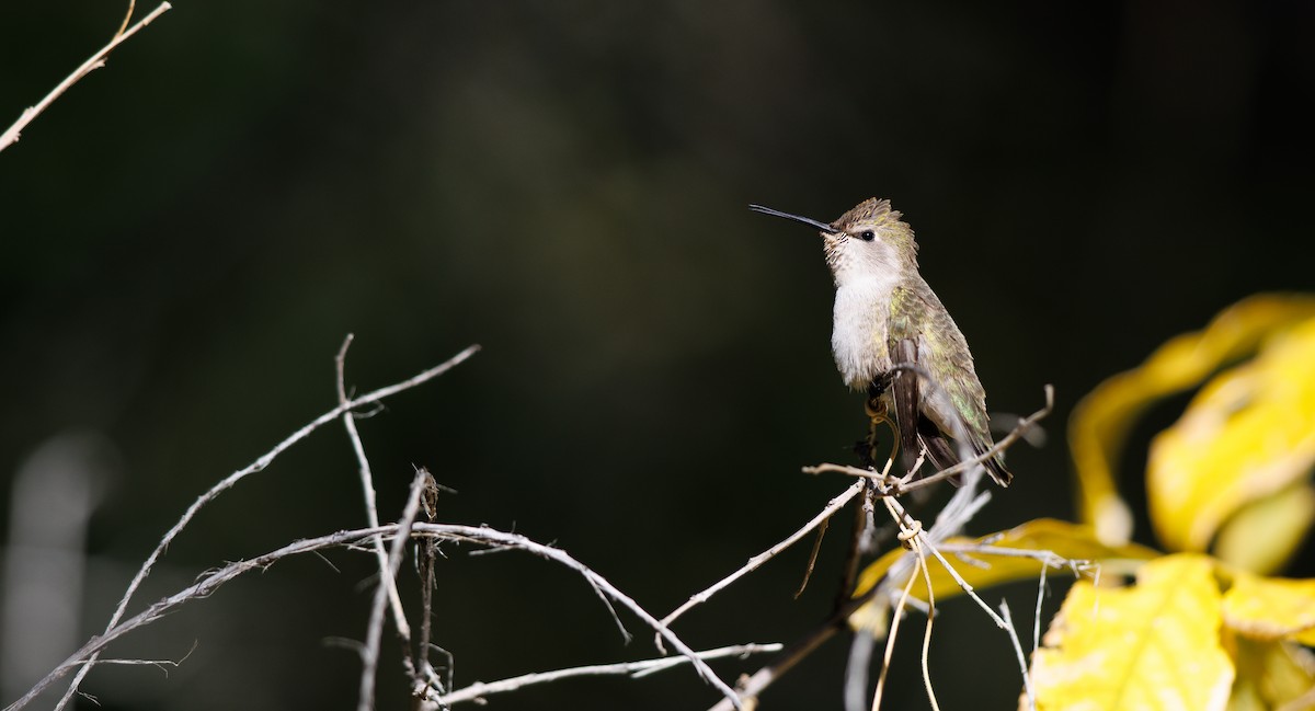 Costa's Hummingbird - ML646604995